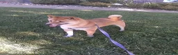 Shiba Inu dogs for sale: Jessica - Ad 4