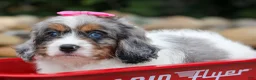 Cavapoo dogs for sale:  Paisley🎀 - Ad 7