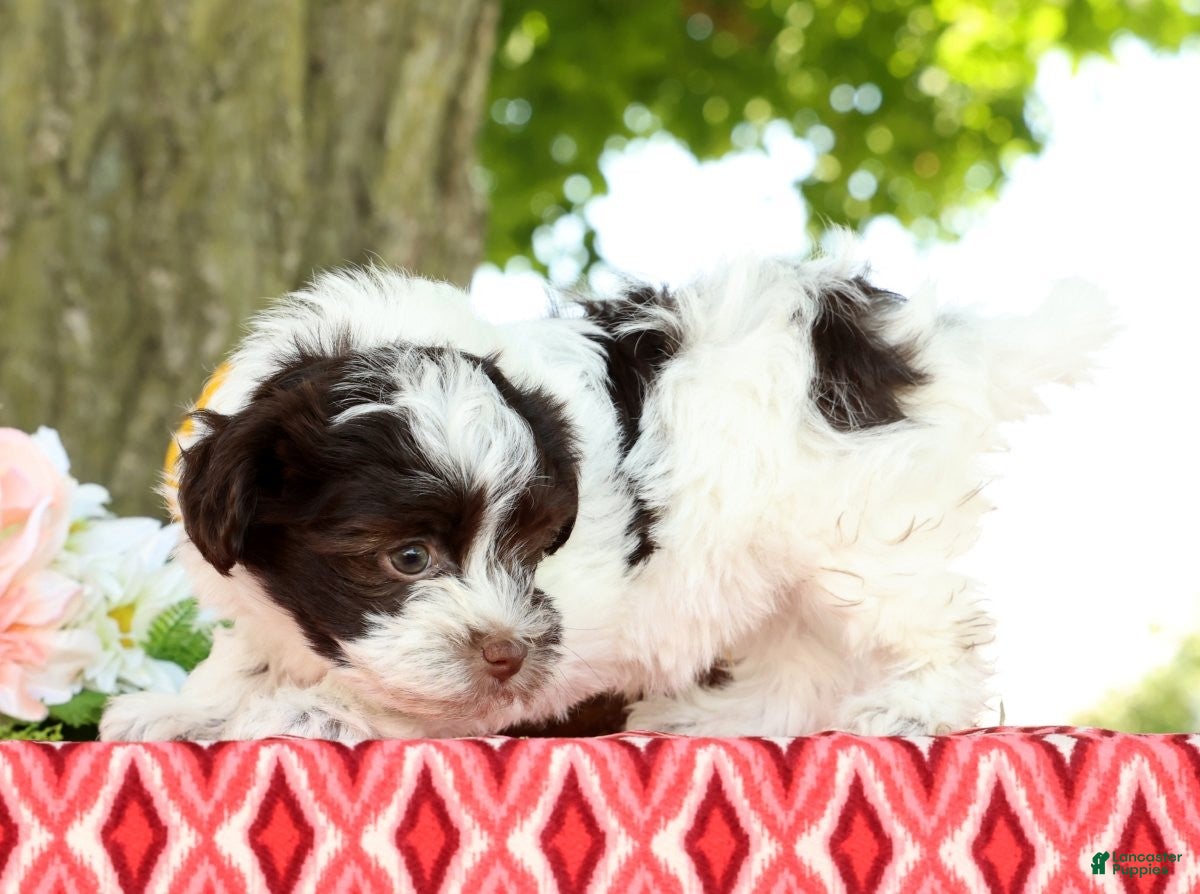 Havanese dogs for sale: Lucky - Ad 5