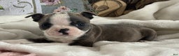 Boston Terrier dogs for sale: Sawyer - Ad 4