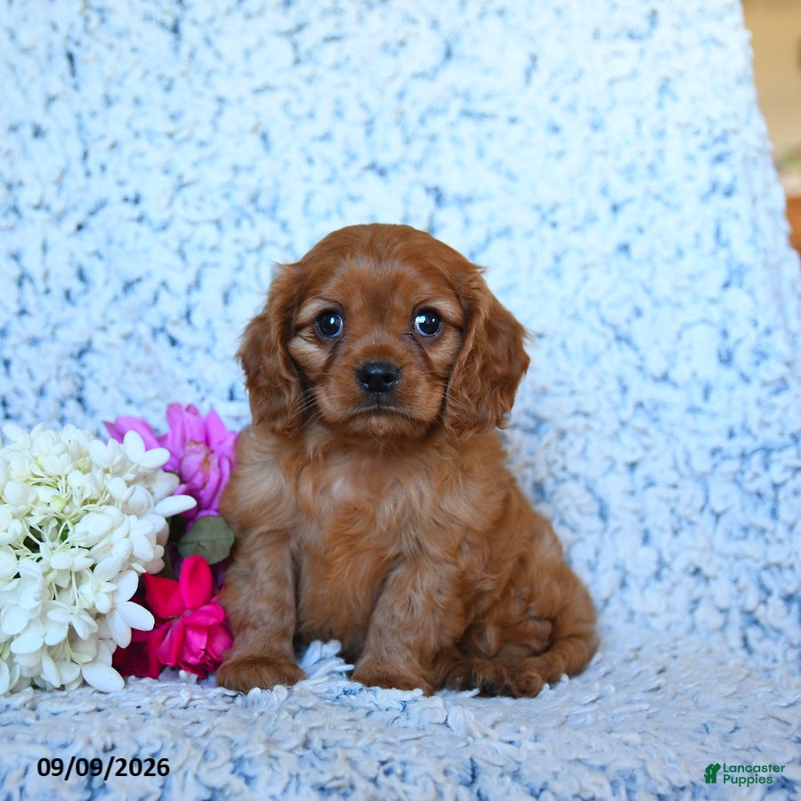 Cavalier King Charles Spaniel dogs for sale: Zane - Ad 4