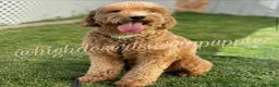 Goldendoodle dogs for sale: Goldendoodle 7 - Ad 2