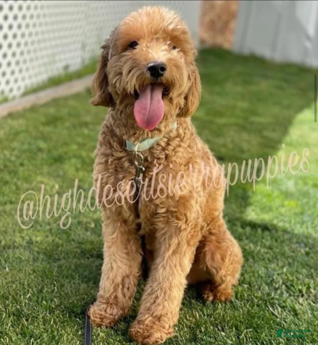 Goldendoodle dogs for sale: Goldendoodle 7 - Ad 2