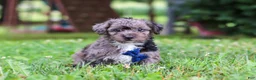 Yorkiepoo dogs for sale: Winston - Ad 6