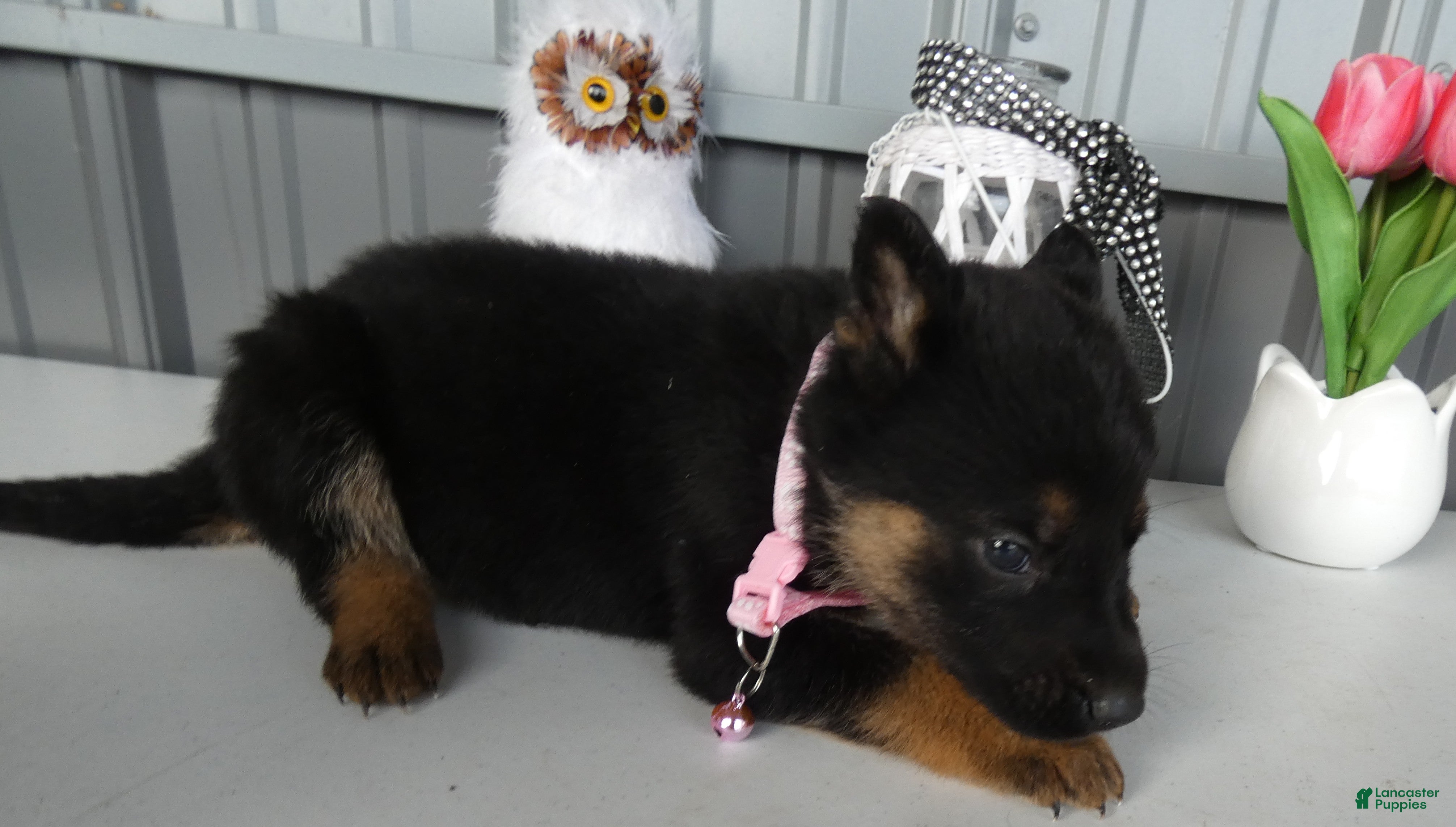 German Shepherd dogs German Shepherd Puppy 6 - Ad 7