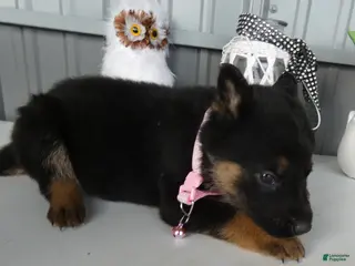 German Shepherd dogs German Shepherd Puppy 6 - Ad 7