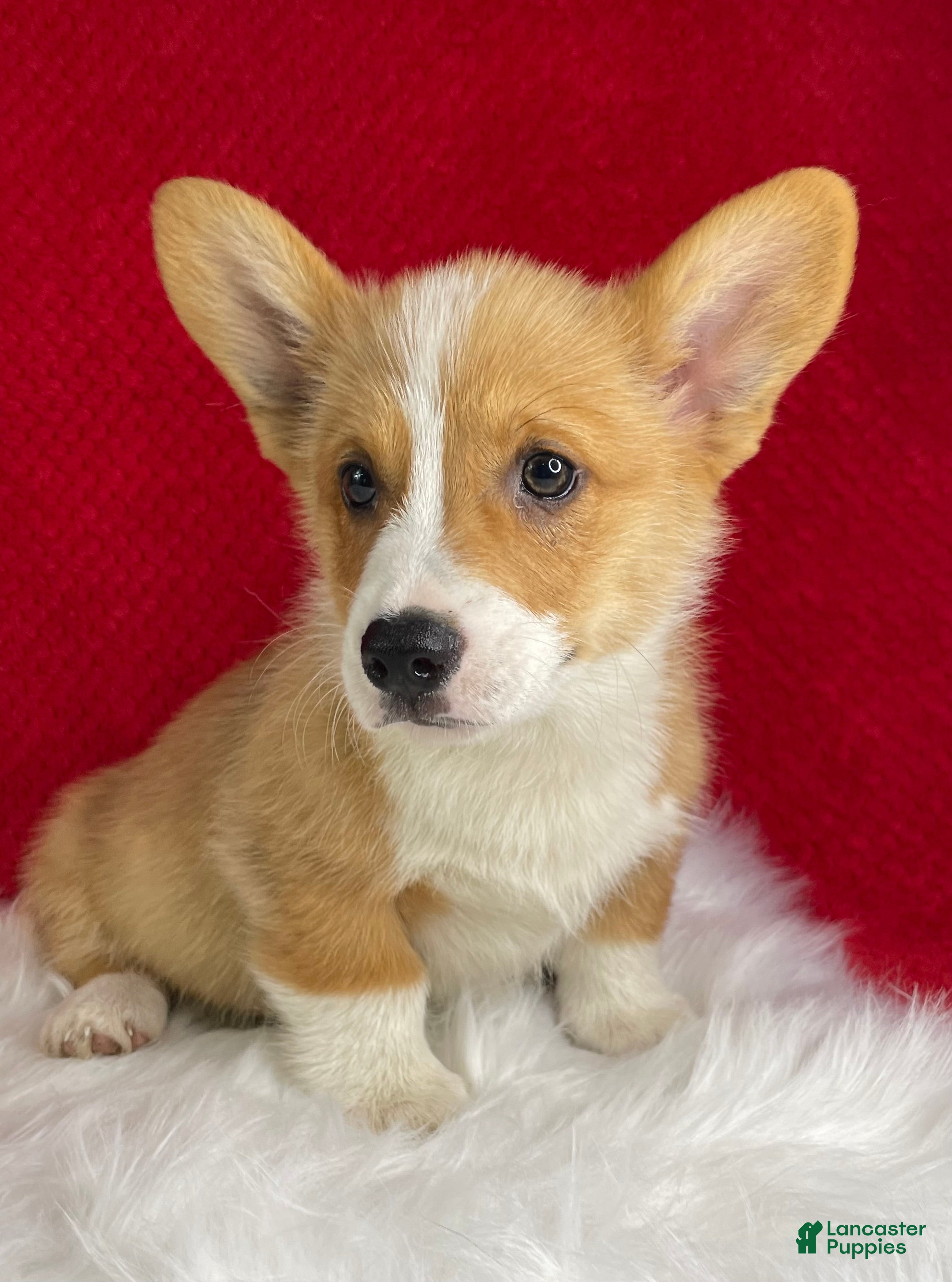 Welsh Corgi Pembroke dogs Thor - Ad 1