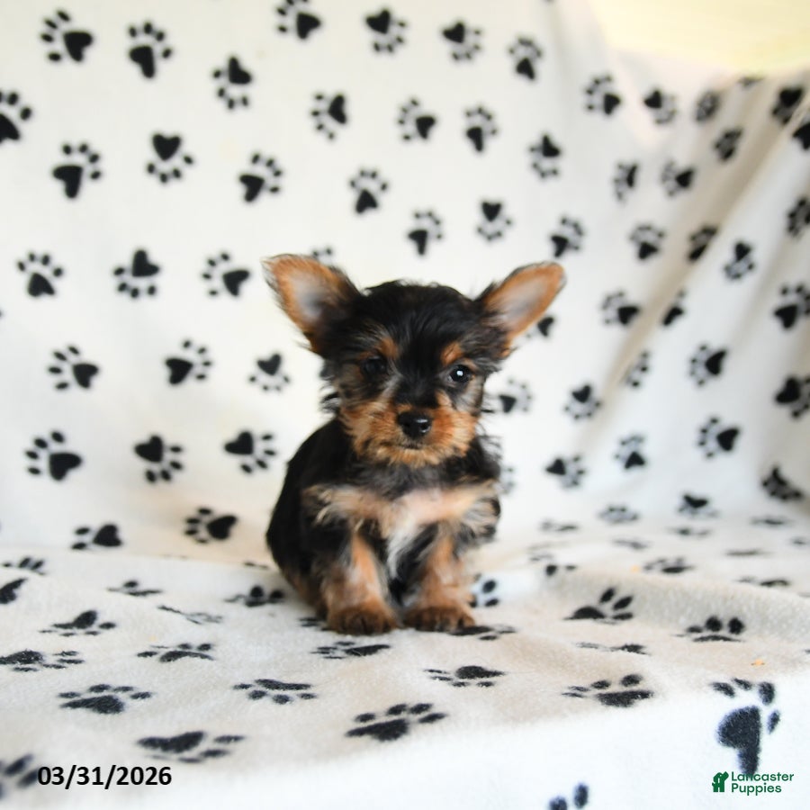 Yorkshire Terrier dogs Paula - Ad 2