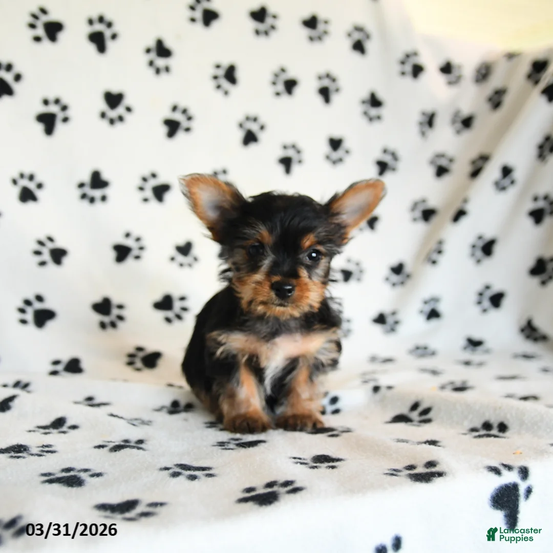 Yorkshire Terrier dogs for sale: Paula - Ad 2