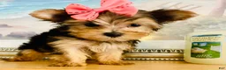 Yorkshire Terrier dogs for sale: Princess (teacup) - Ad 7
