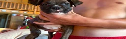 Boxer dogs for sale: Boxer 3 - Ad 2