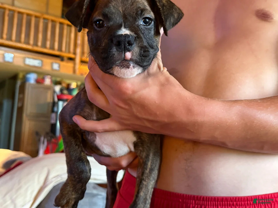 Boxer dogs for sale: Boxer 3 - Ad 2