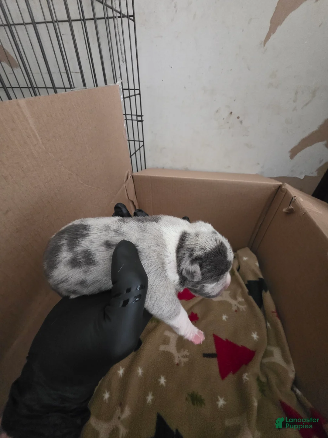 American Bully dogs for sale: American Bully 4 - Ad 2