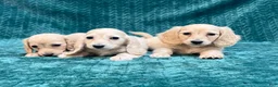 Miniature Dachshund dogs for sale: Miniature Dachshund 2 - Ad 3