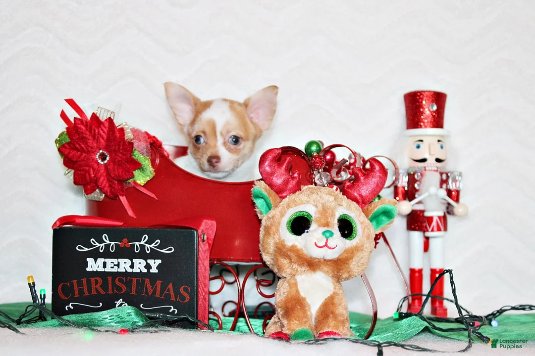 Chihuahua dogs for sale: Zadie - Ad 3