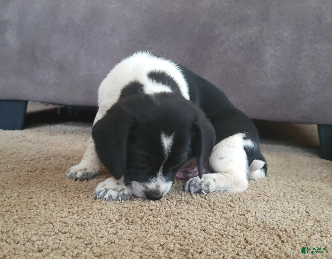 Puggle dogs for sale: Max - Ad 4