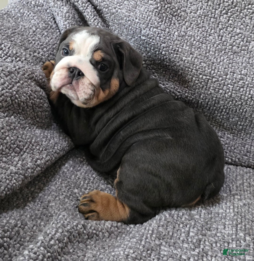 English Bulldog dogs for sale: Berry - Ad 3