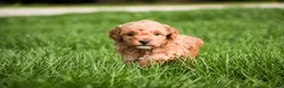 Miniature Poodle dogs for sale: Pedro - Ad 9