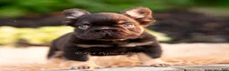 French Bulldog dogs for sale: Chewbarka - Ad 5
