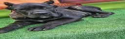 Cane Corso dogs for sale: ELLA - Ad 17
