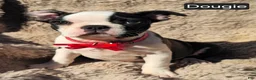 Boston Terrier dogs for sale: Douggie - Ad 1