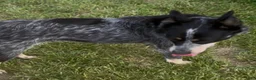 Australian Cattle Dog dogs for sale: Georgie Girl - Ad 45
