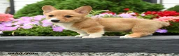 Welsh Corgi Pembroke dogs for sale: Pickles - Ad 4