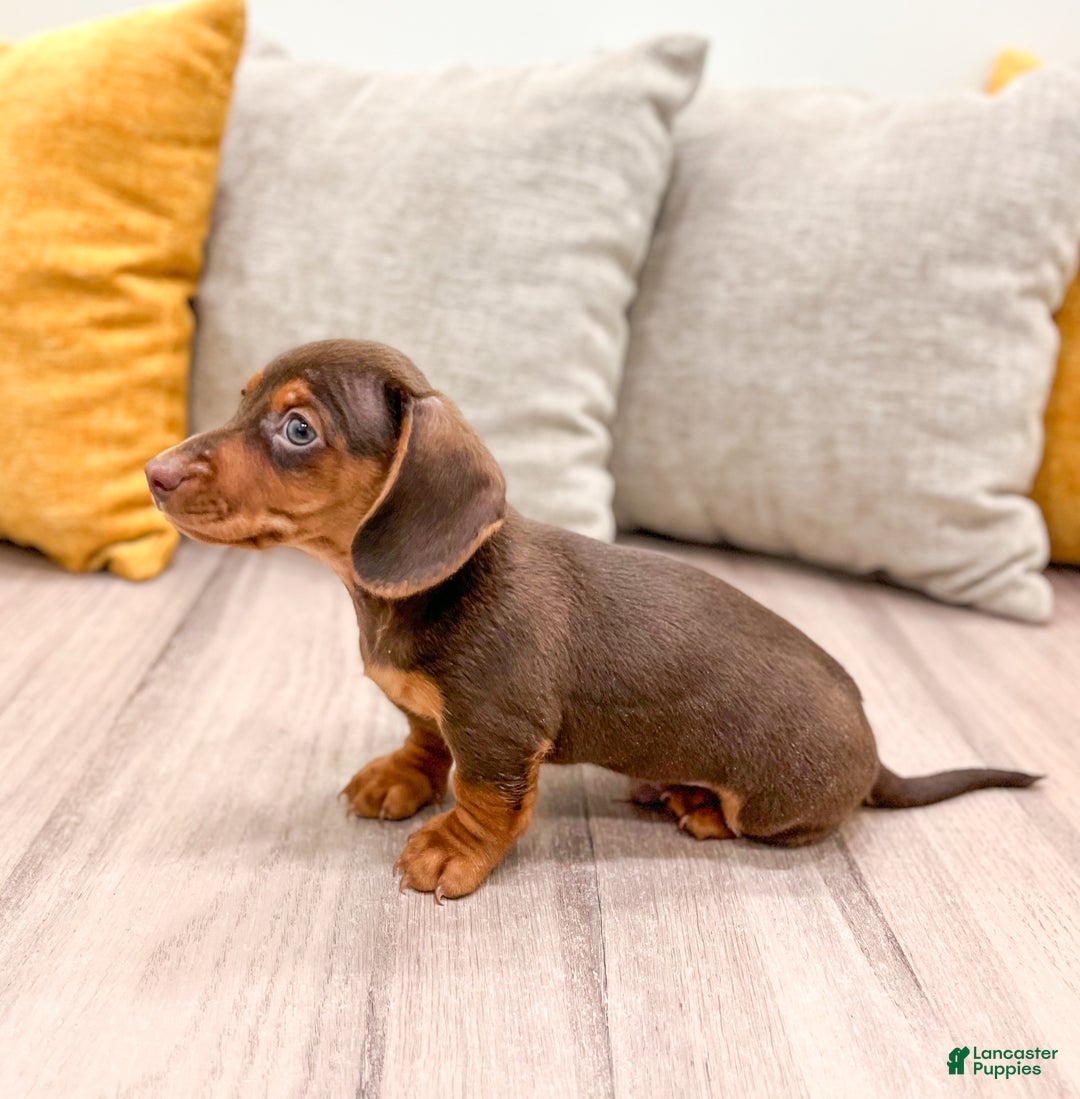 Miniature Dachshund dogs for sale: Oliver - Ad 4