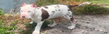 American Bully 1