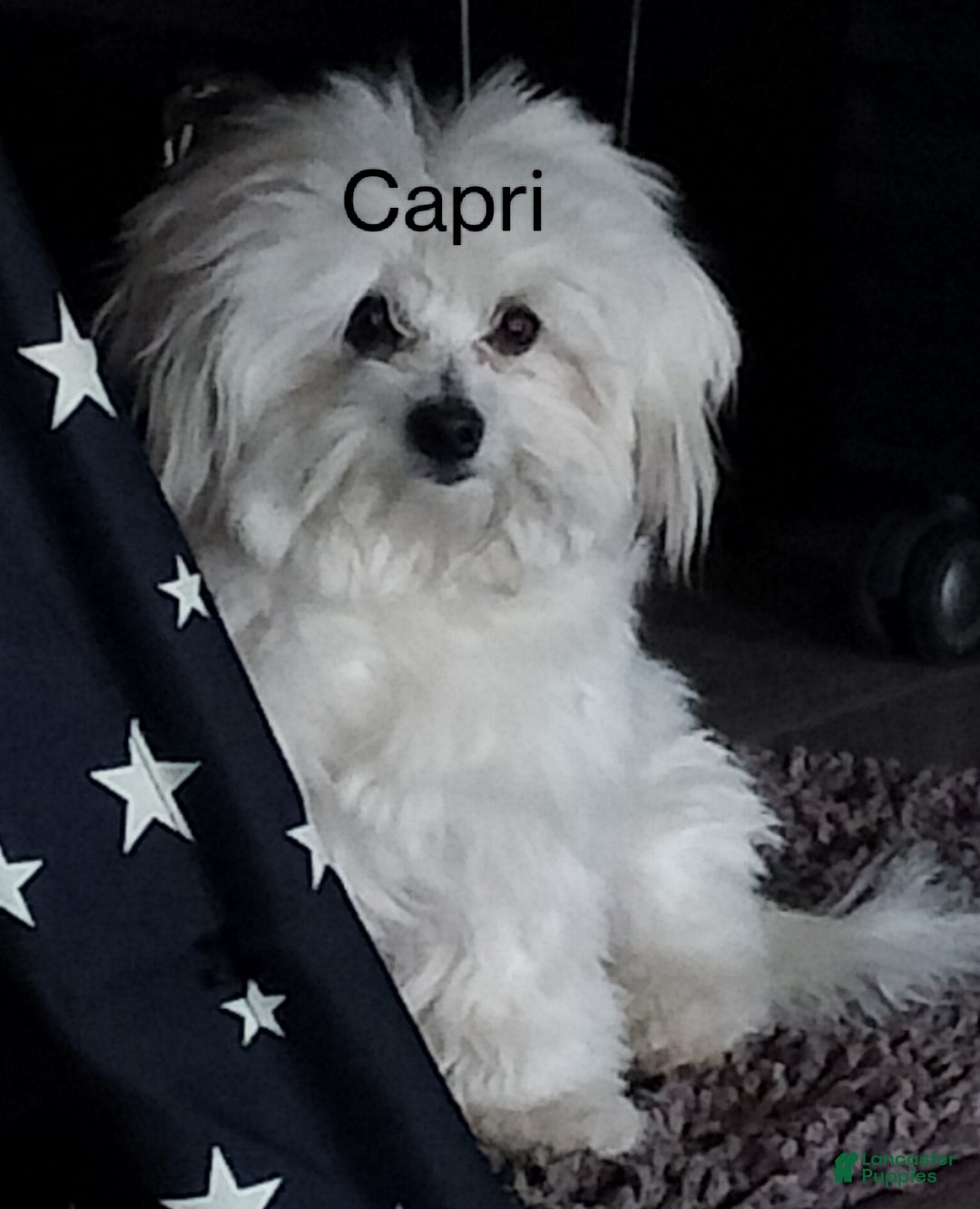 Mixed Breed dogs for sale: Orzo - Ad 7