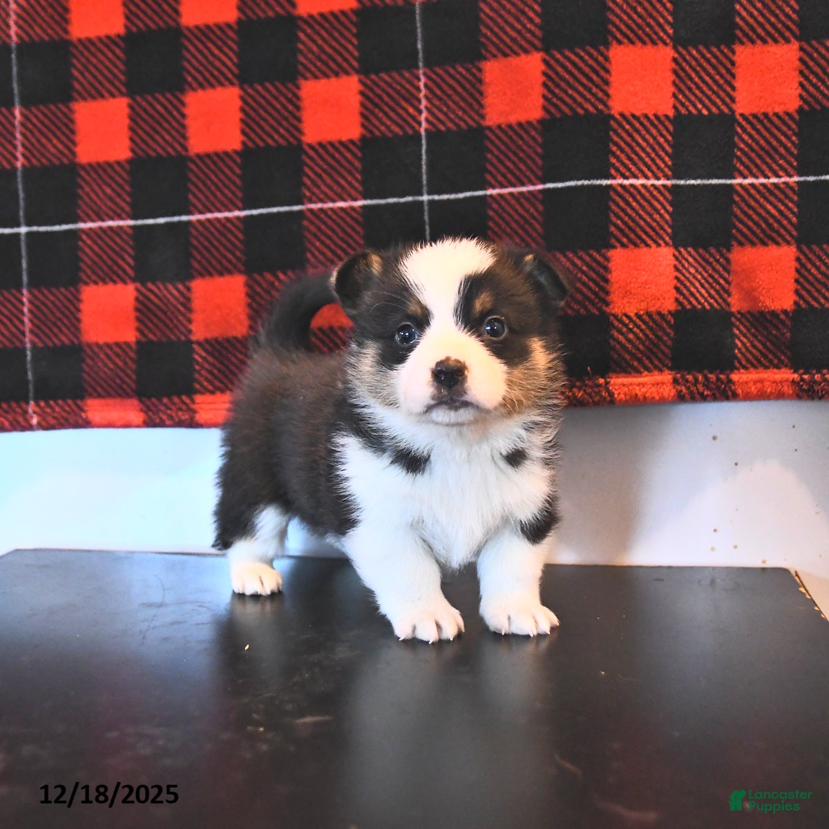 Welsh Corgi Pembroke dogs Graham  - Ad 16