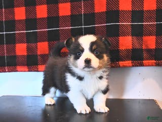 Welsh Corgi Pembroke dogs Graham - Ad 33