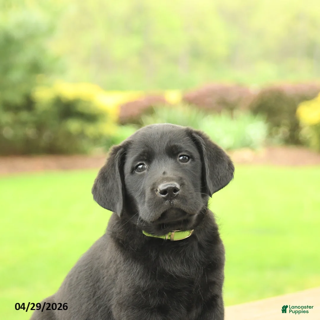 Labrador Retriever dogs for sale: Barney - Ad 5