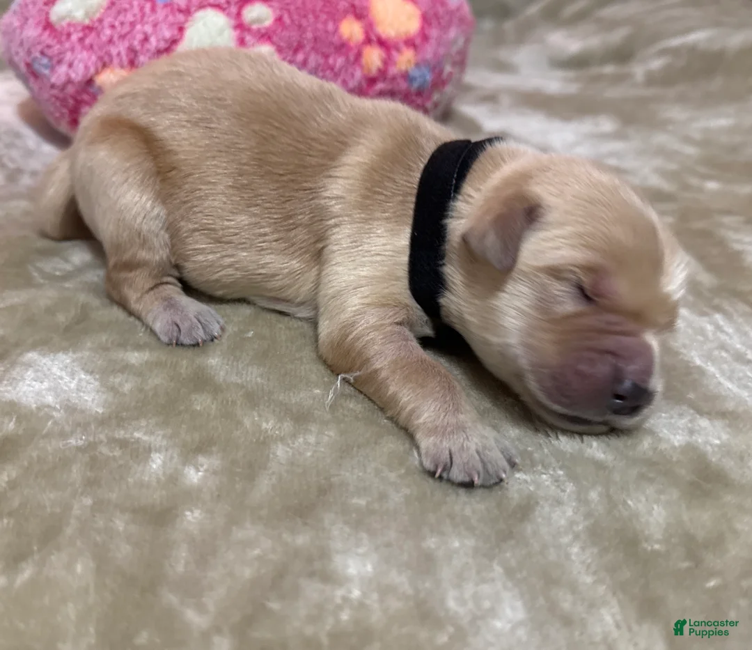 Golden Retriever dogs for sale: Golden Retriever Puppy 1 - Ad 1