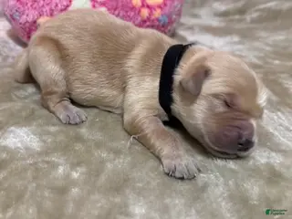 Golden Retriever dogs Golden Retriever Puppy 1 - Ad 27