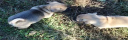 Jug dogs for sale: Bear - Ad 4