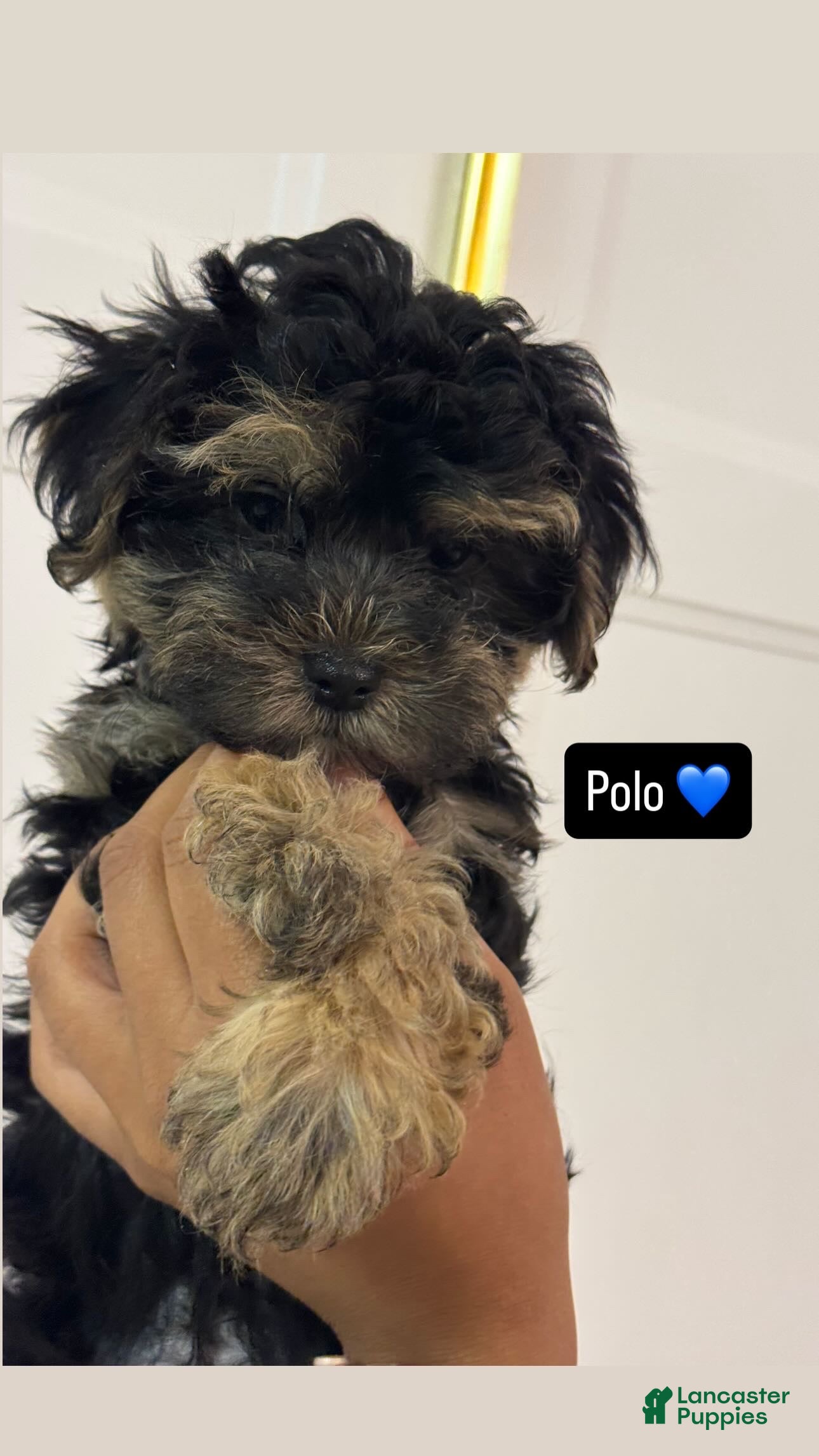 Morkie dogs for sale: Polo - Ad 40