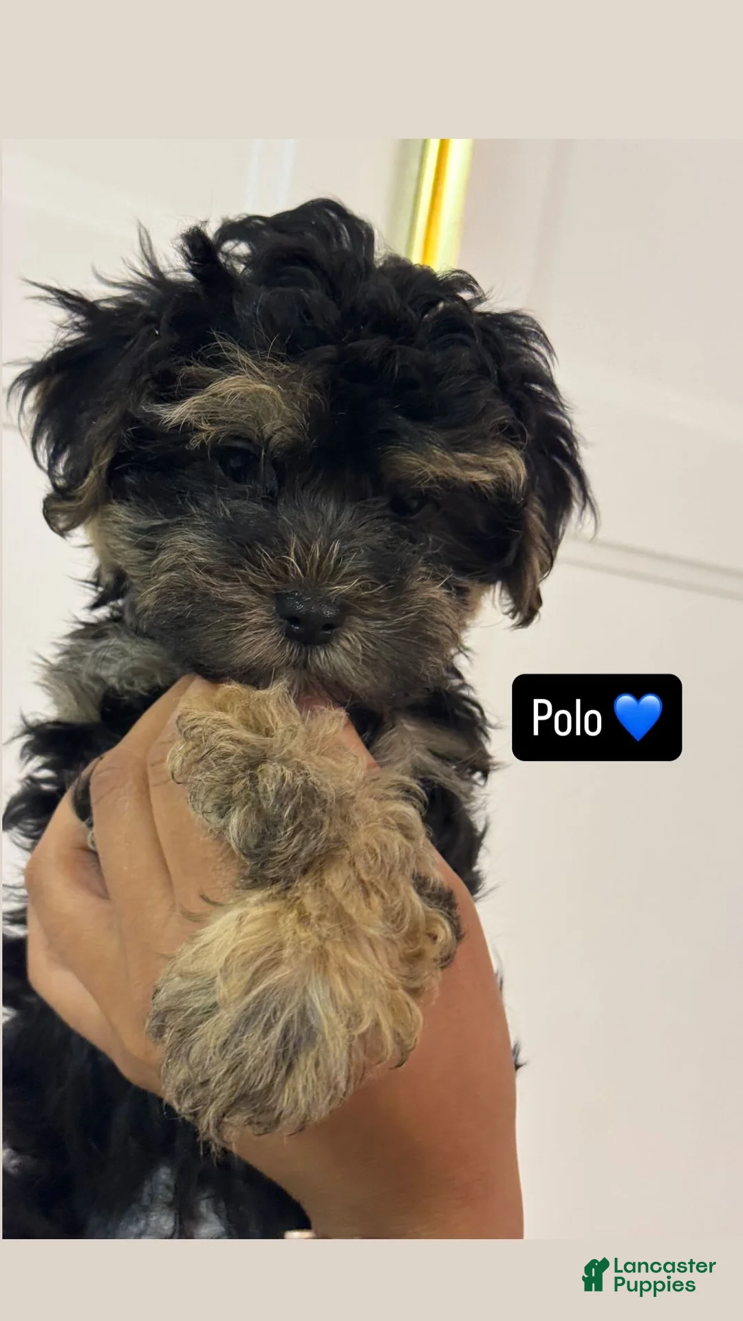 Morkie dogs for sale: Polo - Ad 1