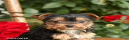 Yorkshire Terrier dogs for sale: Whitney - Ad 4