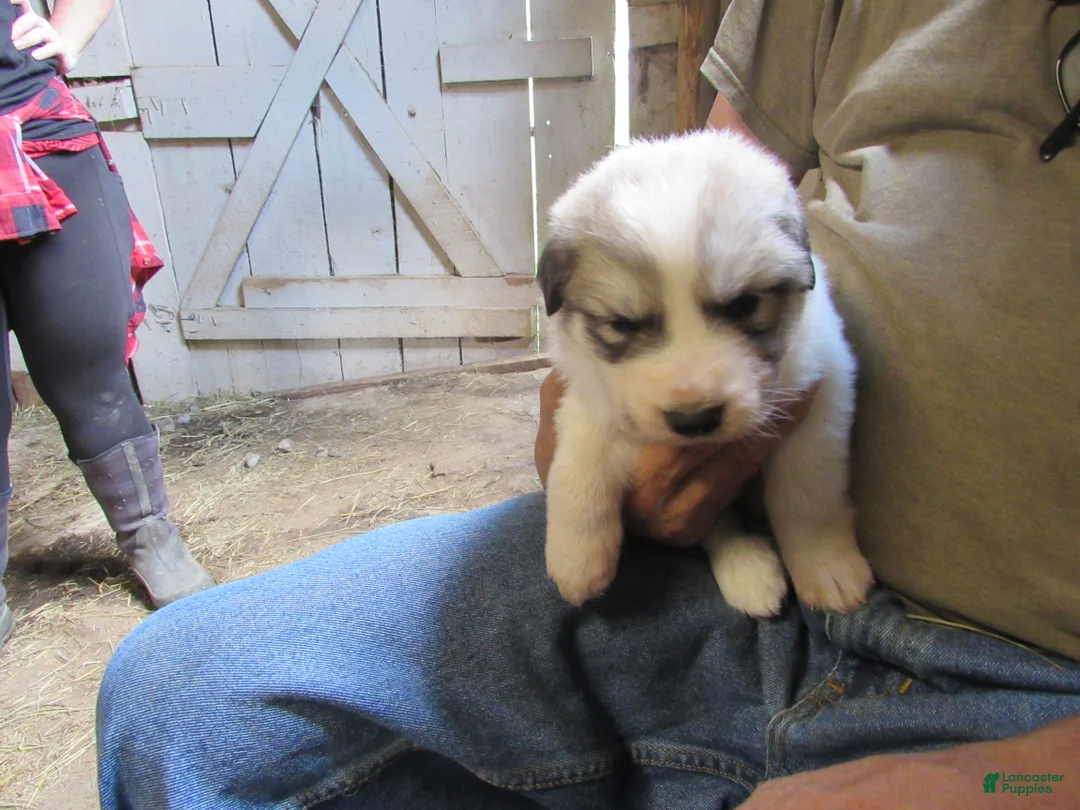 Great Pyrenees dogs for sale: Pink Collar Badger Face Female Great Pyrenees Puppy  - Ad 1