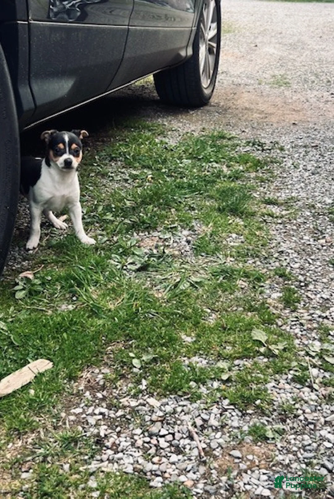 Toy Fox Terrier dogs for sale: Foxy - Ad 1