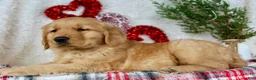 Golden Retriever dogs for sale: Tucker - Ad 1