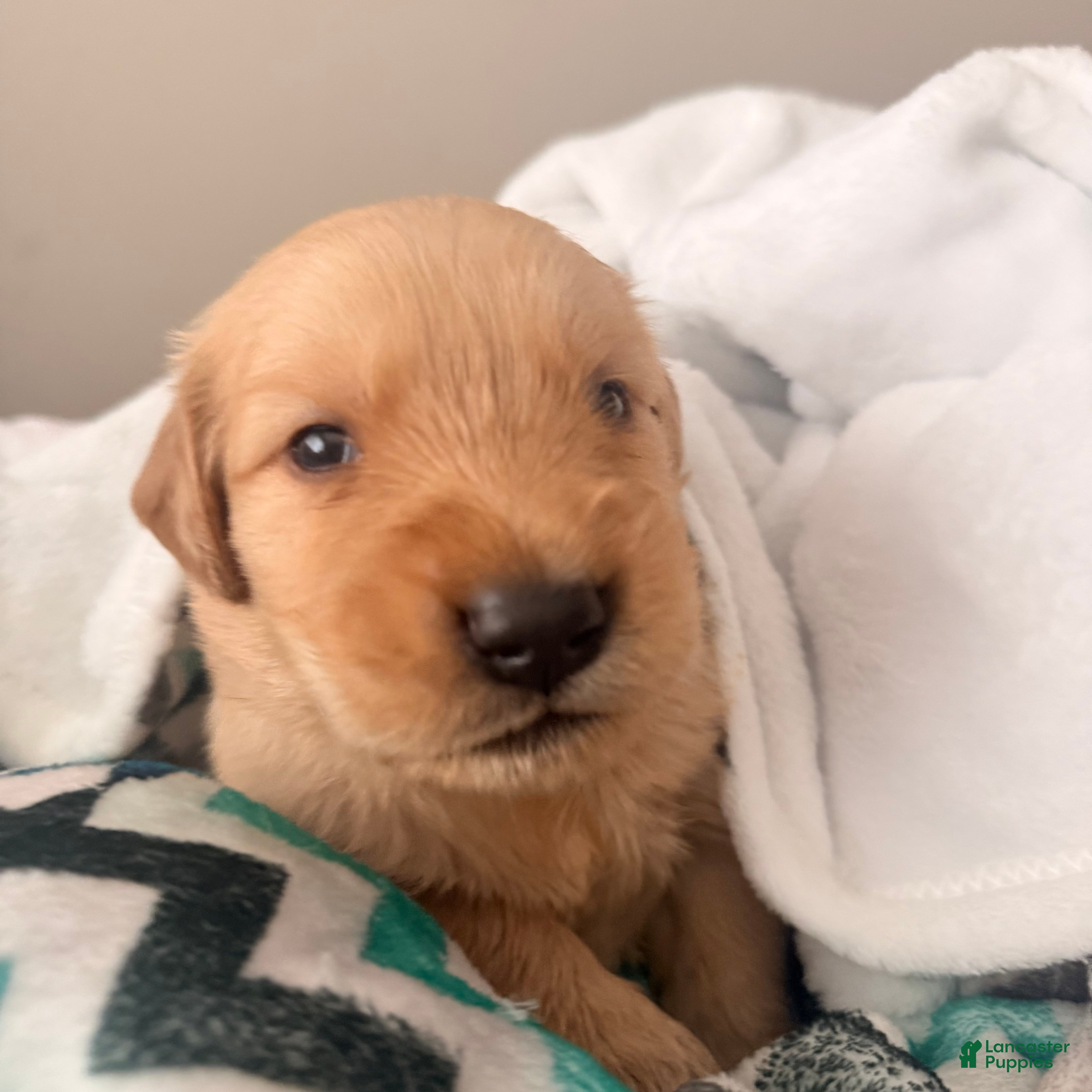Golden Retriever dogs Golden Retriever 7 - Ad 39