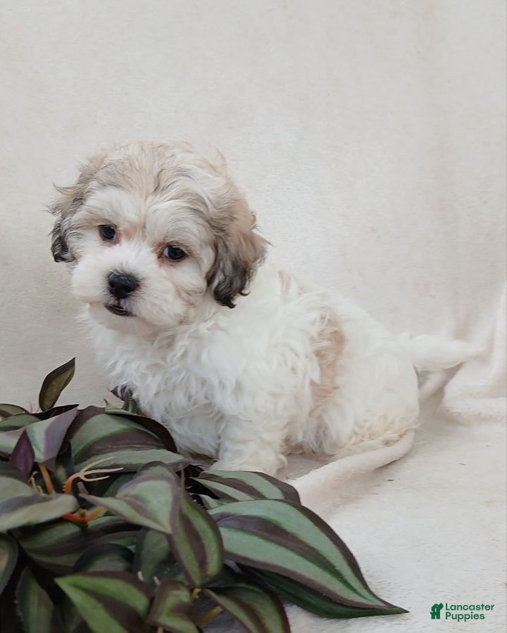 Teddy Bear dogs Casey - Ad 1