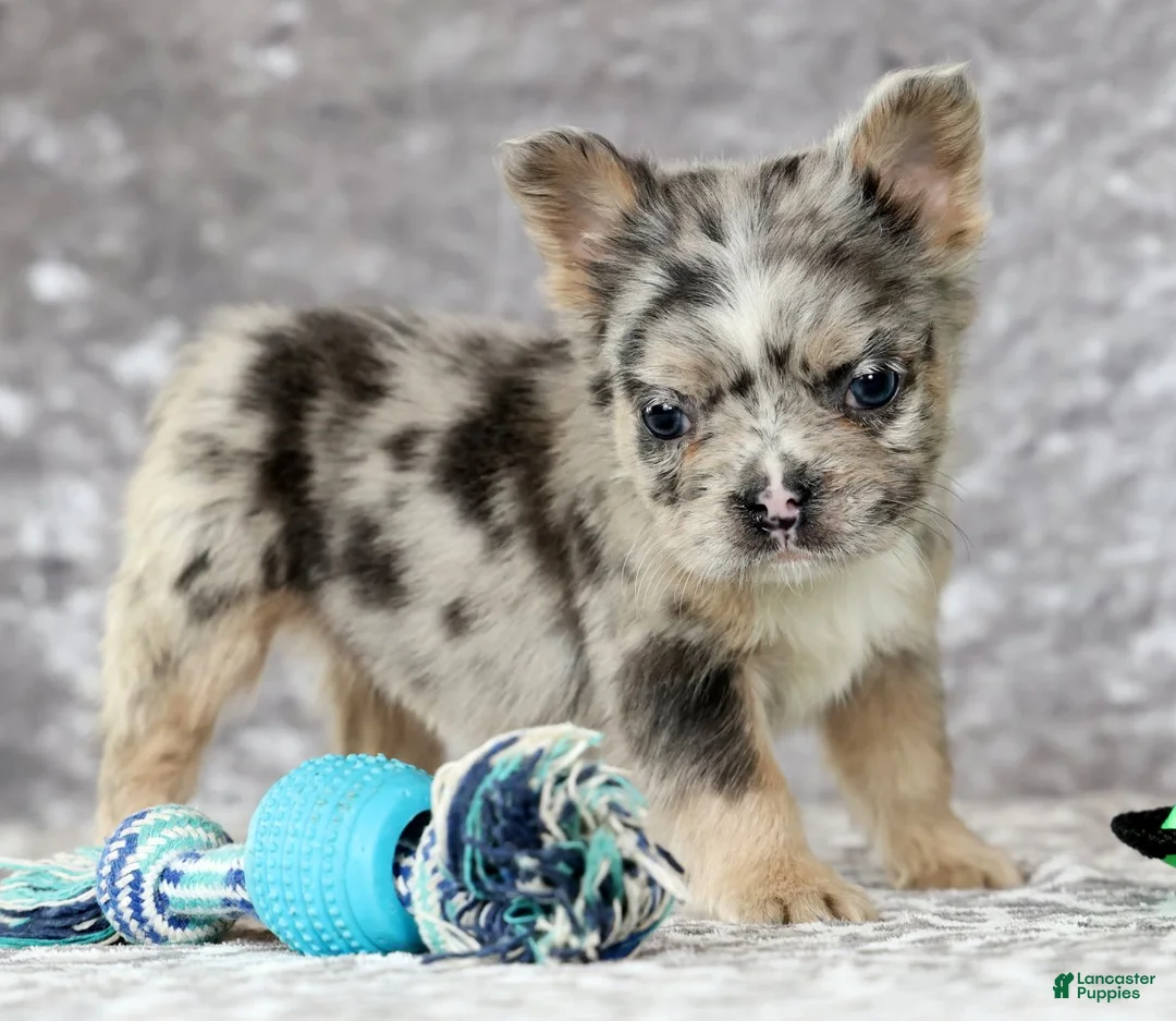 French Bulldog dogs for sale: Nellie - Ad 6