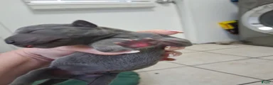 Great Dane 7