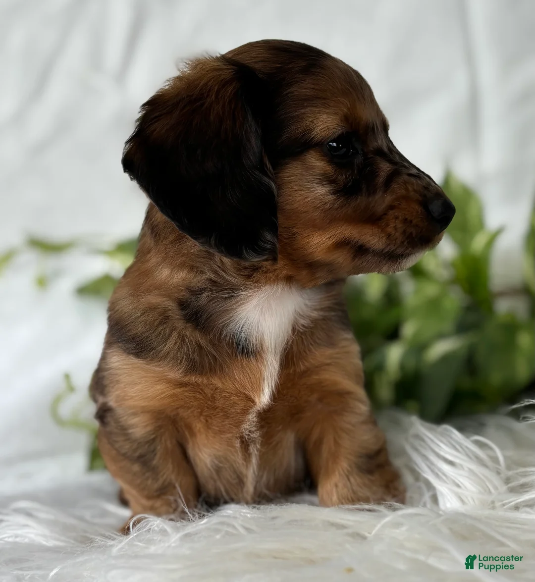 Miniature Dachshund dogs for sale: Sundance Kid Miniature Dachshund  - Ad 10