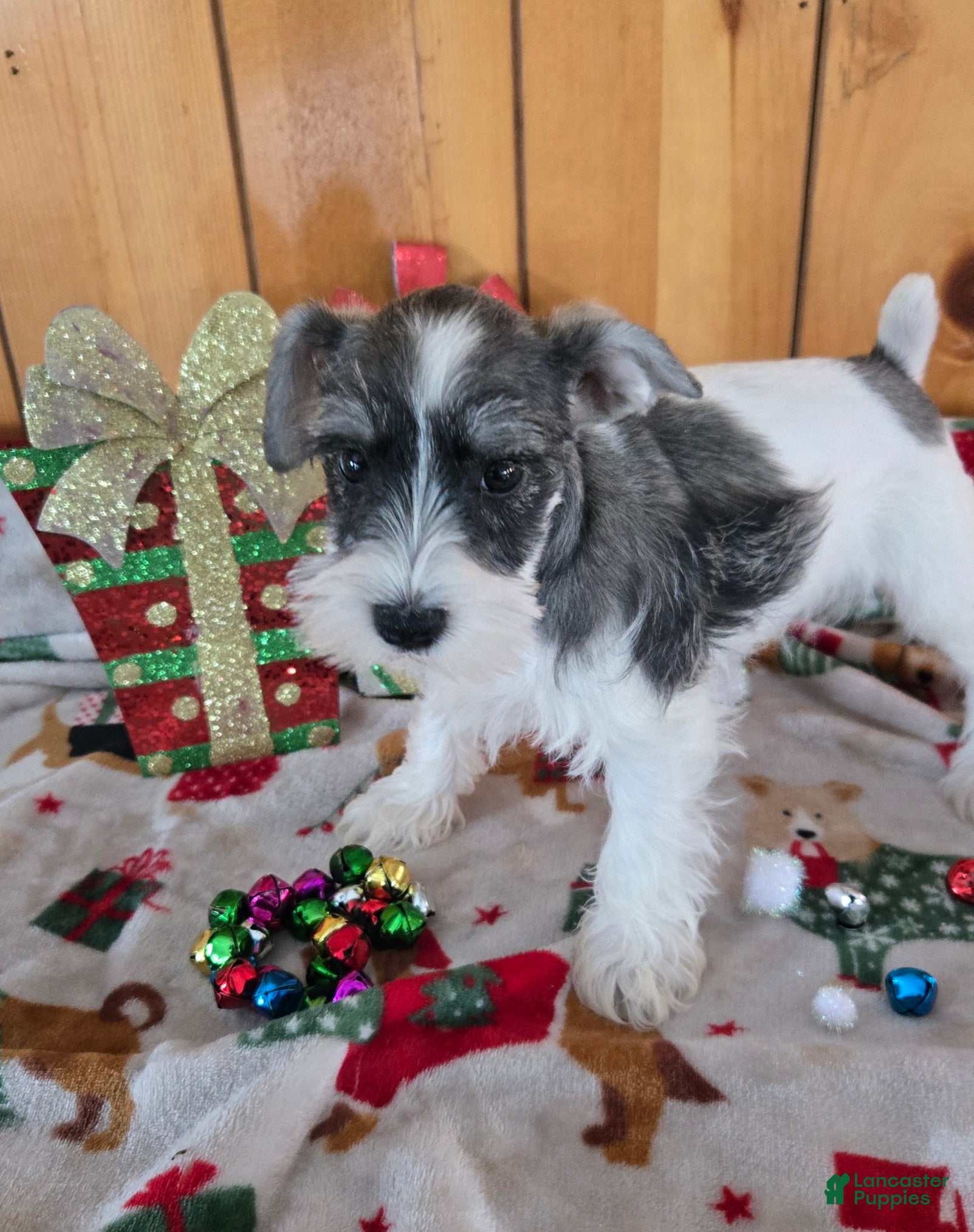 Miniature Schnauzer dogs tara - Ad 8