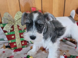 Miniature Schnauzer dogs tara - Ad 8