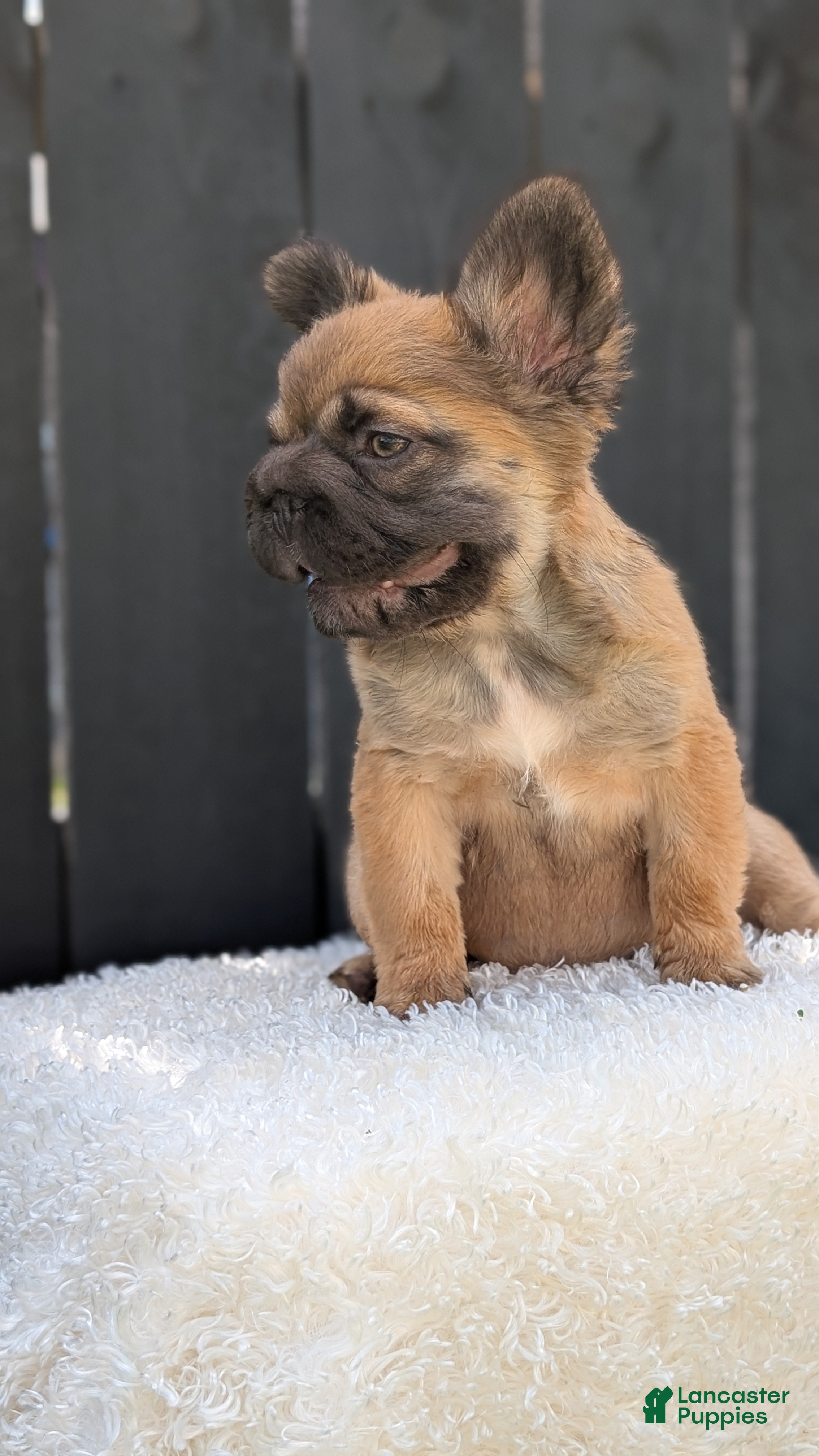 French Bulldog dogs Olive - Ad 2